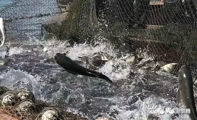 分享一个小故事